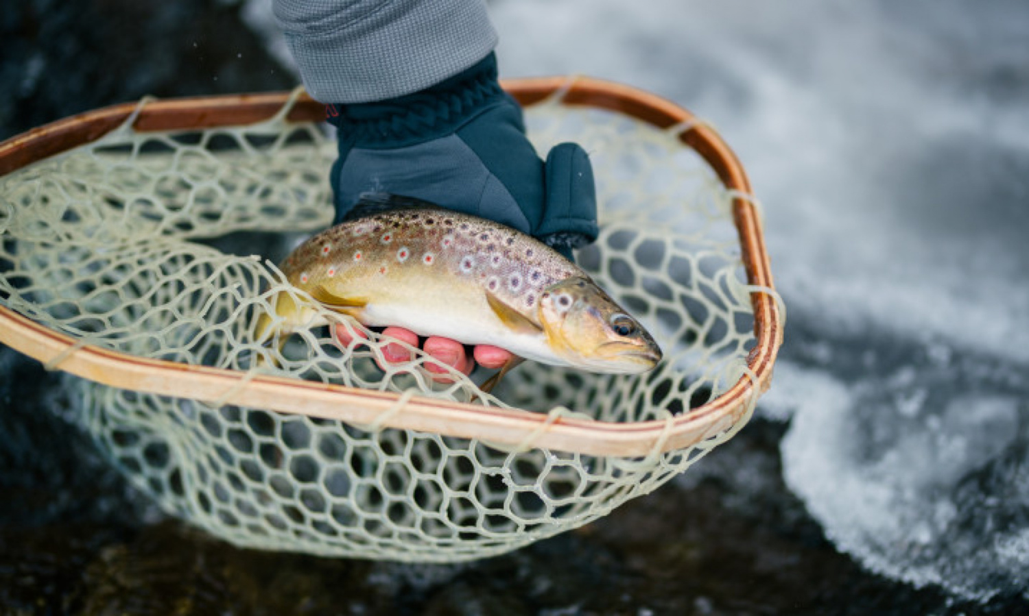 Truite à l'épuisette