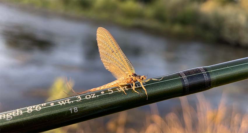Club Mouche Balmanais