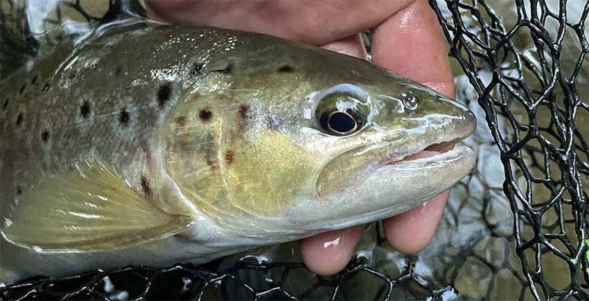 Club Mouche Balmanais