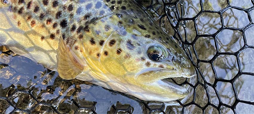 Club Mouche Balmanais