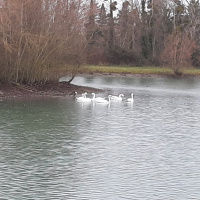 Cygnes Sur Le Lac De Sabatouse