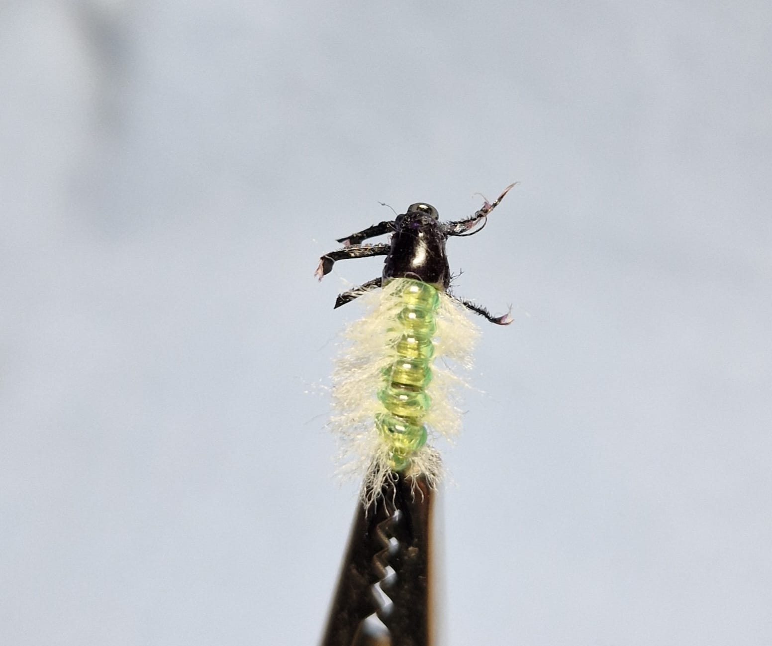 Larve de trichoptère